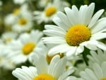 DAISIES