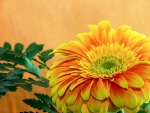 GERBERA