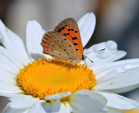 DAISY - NATURE, COLORS, BUTTERFLY, PETALS