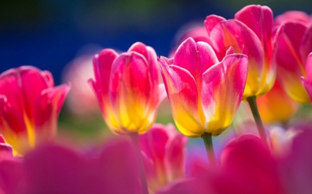 TULIPS - nature, petal, colors, stems