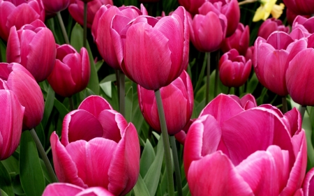 TULIPS - leaves, stems, petals, colors