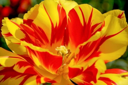 TULIP - leaves, nature, colors, petals