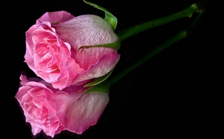 ROSE - nature, colors, stem, petals