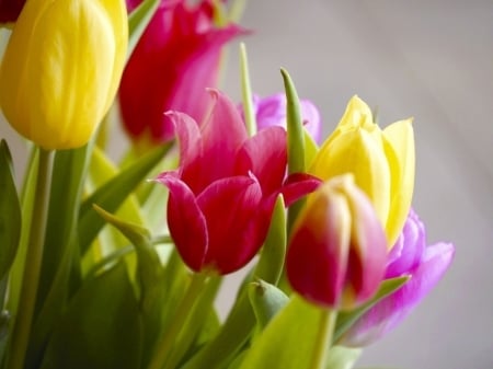 TULIPS - leaves, stems, petals, colors