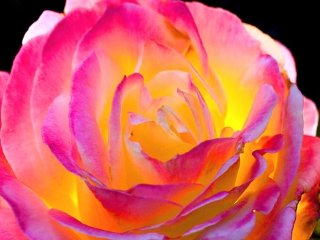 ROSE - nature, colors, flower, petals