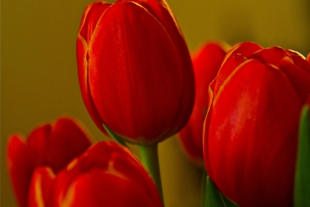 TULIPS - NATURE, PETAL, COLORS, STEMS