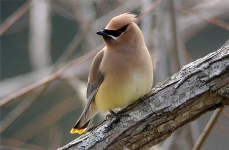 WAXWING - wings, feathers, nature, limb