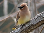 WAXWING