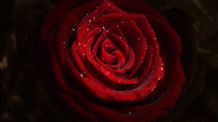 ROSE - WATER DROPS, COLOR, NATURE, PETALS