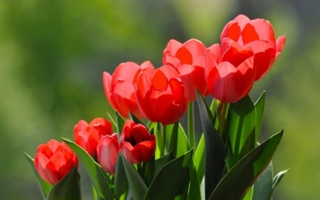 TULIPS - COLORS, LEAVES, STEMS, PETALS