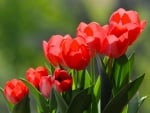 TULIPS