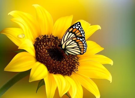 SUNFLOWER - PETAL, STEM, COLORS, BUTTERFLY