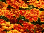 MARIGOLDS