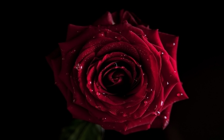 ROSE - petals, colors, water drops, stem