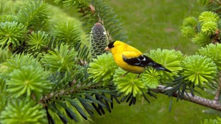 GOLDFINCH - COLORS, FEATHERS, TREE, BRANCH