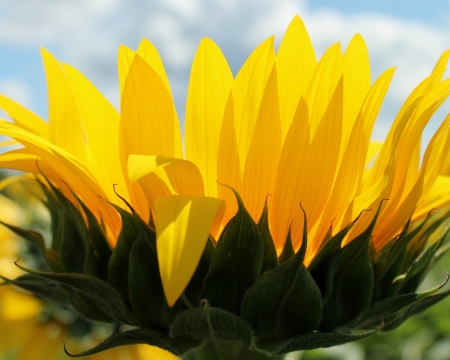 SUNFLOWER - NATURE, COLORS, LEAVES, PETALS