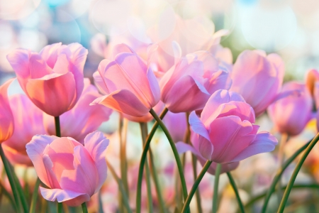 TULIPS - NATURE, COLORS, STEMS, PETALS