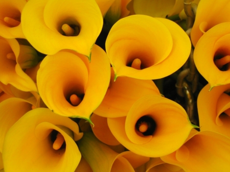 CALLA LILIES - NATURE, COLORS, LEAVES, PETALS