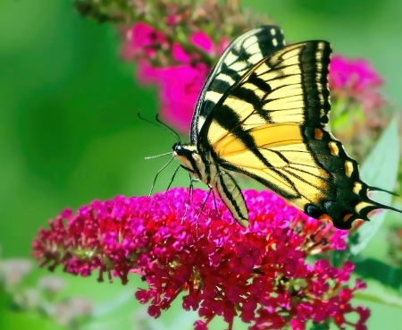 BUTTERFLY - flowers, wings, nature, colors