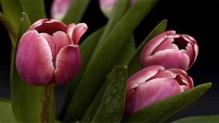 TULIPS - COLORS, LEAVES, STEMS, PETALS