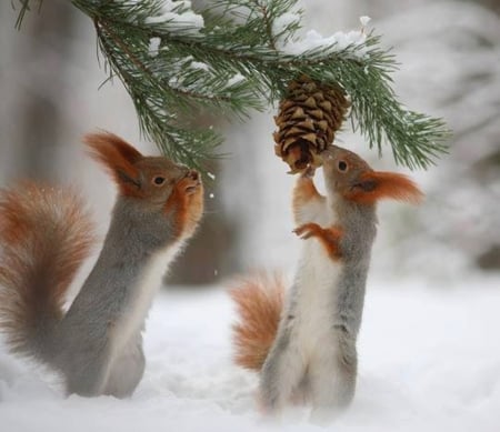 squirrels - forests, winter, nature, photography, snow, squirrels, animals