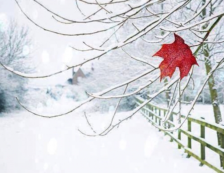 autumn memory - white, winter, nature, photography, snow, beauty