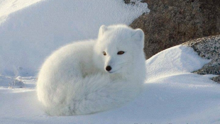 lovely white - winter, nature, photography, snow, beauty, animals