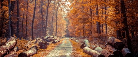 Forest - trees, nature, wood, Forest, leaves