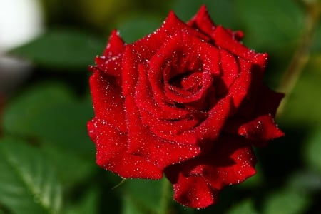 Drops of rain on a red Rose - flower, love, rose, rain