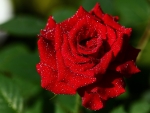 Drops of rain on a red Rose