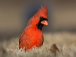 Red Cardinal