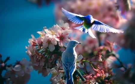 Birds - flower, pasare, bird, pink, spring, blossom, couple, blue