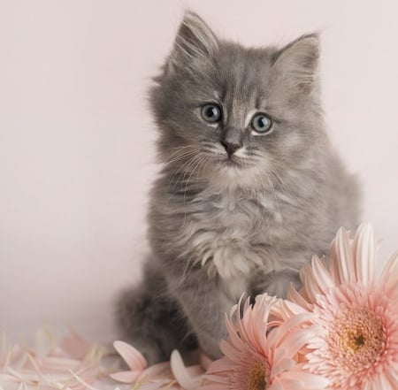 Kitten - animal, pisica, kitten, chrysanthemum, flower, pink, cat, rachael hale