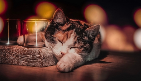 :D - animal, pisica, sleep, paw, funny, drunk, cat, glass