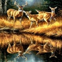 Whitetail Reflections - Deer