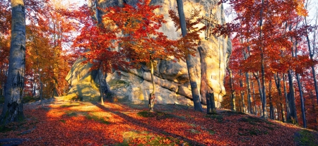 Autumn Forest - trees, forest, nature, autumn