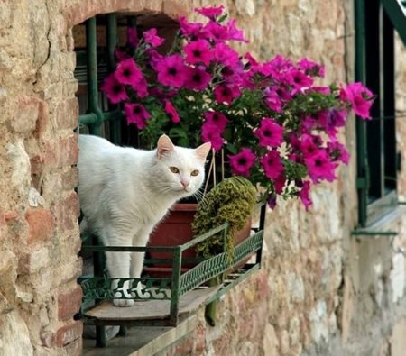 good morning Italy - beauty, cool, photography, animals, cats, flowers