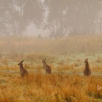 Eastern Grey Kangaroos