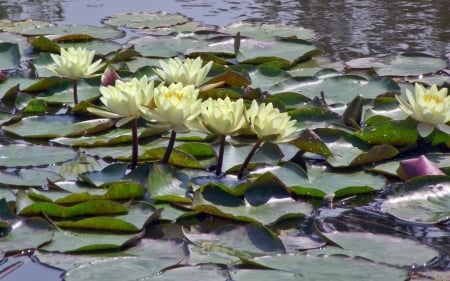 Waterlilies - white, waterlilies, nature, leaves, flowers