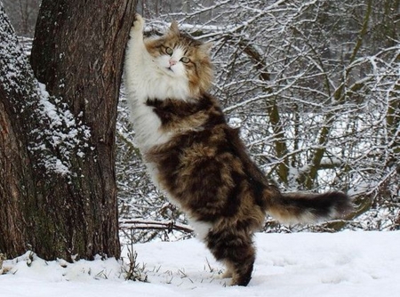 winter cat - winter, nature, photography, cats, snow, beauty, cool, animals