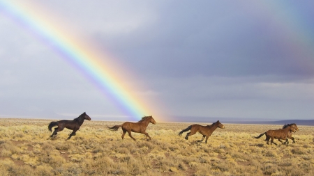 Chasing the Rainbow - Firefox Persona theme, rainbow, wild horses, equestrian, field, sky