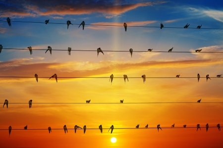 Birds on wire - Wire, Swallows, Sun, Sky, Birds