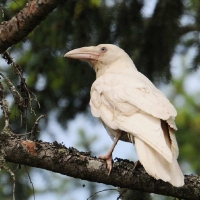 White Raven