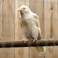 White Raven 2