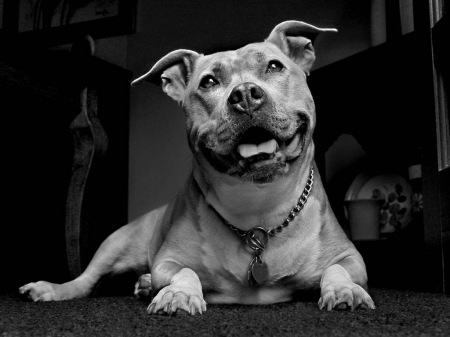 Pitbull Beauty - dogs, beauty, pitbull, rescued