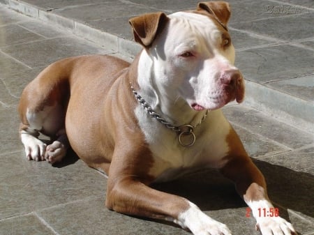 Pitbull 2