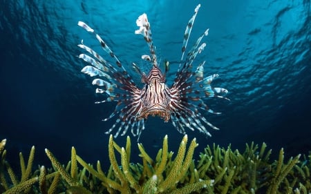 Lion Fish - tropical, nature, fish, animals