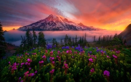 Mount Rainier, Washington - nature, mountain, flowers, sunset, usa