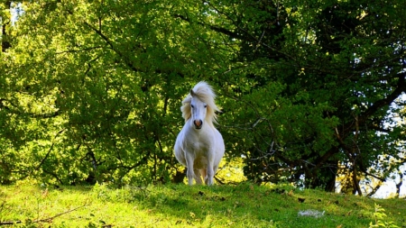 Runing wild - nature, field, medow, horse