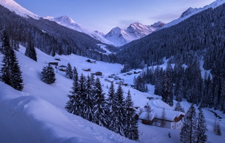 Spruce in Mountains - trees, winter, nature, spruce, snow, mountains, houses